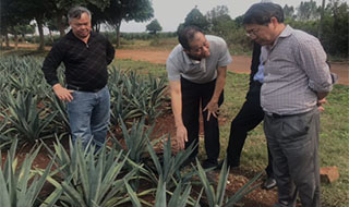 “中國劍麻之鄉”湛江農墾，積極創建國家現代農業產業園