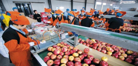 依托蘋果和香菇兩大特色優(yōu)勢(shì)產(chǎn)業(yè)，萬榮縣積極申創(chuàng)國家農(nóng)業(yè)現(xiàn)代化示范區(qū)